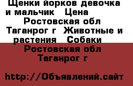Щенки йорков девочка и мальчик › Цена ­ 10 000 - Ростовская обл., Таганрог г. Животные и растения » Собаки   . Ростовская обл.,Таганрог г.